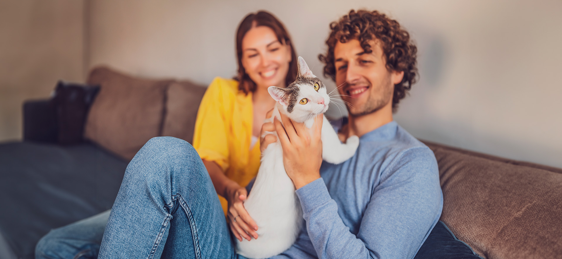 como elegir un gato de mascota